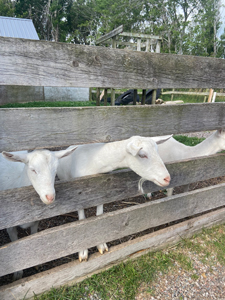 Canadian Goat Soap